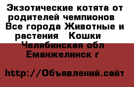  Экзотические котята от родителей чемпионов - Все города Животные и растения » Кошки   . Челябинская обл.,Еманжелинск г.